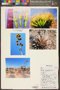 Agave simplex image