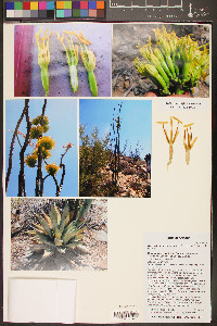 Agave simplex image