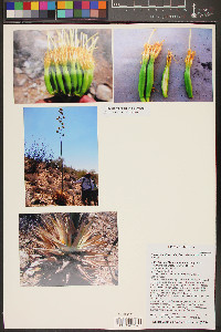 Agave simplex image