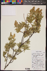 Chamaebatiaria millefolium image