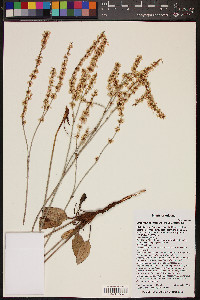 Eriogonum racemosum image