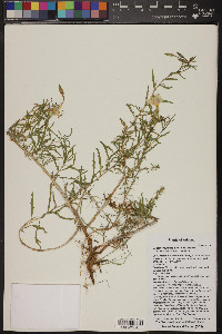 Oenothera pallida subsp. pallida image