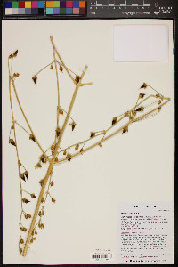 Frasera paniculata image