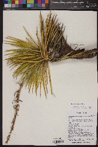 Yucca harrimaniae image