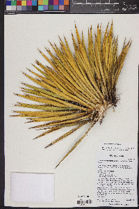 Yucca harrimaniae image