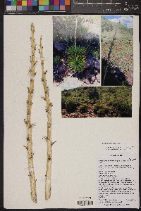 Yucca harrimaniae image