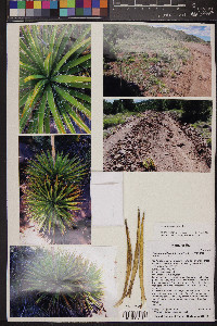 Yucca harrimaniae image