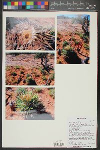 Yucca harrimaniae image