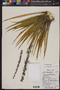 Yucca harrimaniae image