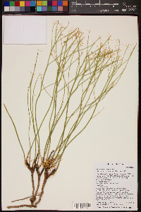 Lepidium montanum image