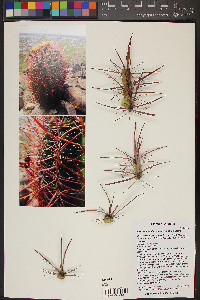 Ferocactus cylindraceus image