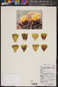 Ferocactus cylindraceus image