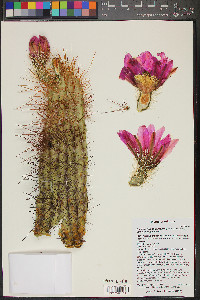 Echinocereus engelmannii var. engelmannii image