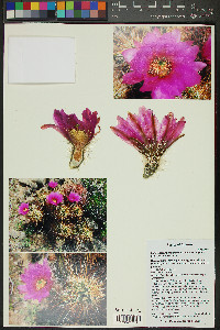 Echinocereus engelmannii var. engelmannii image