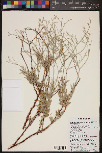 Eriogonum leptocladon image