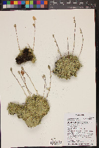 Petrophytum caespitosum image