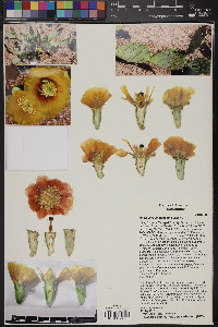 Opuntia phaeacantha image