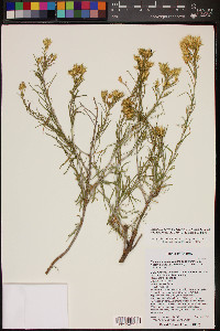 Ericameria parryi var. nevadensis image