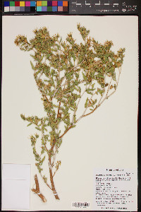 Mentzelia cronquistii image