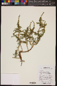 Salsola tragus image