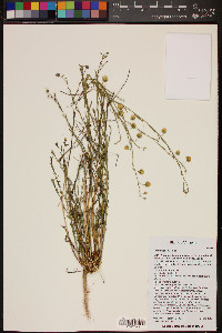 Linum lewisii image