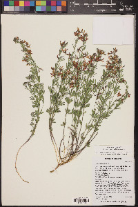 Acmispon utahensis image