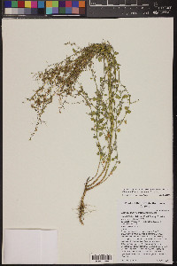 Chenopodium neomexicanum image