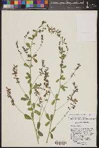 Pediomelum tenuiflorum image