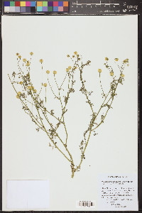 Oncosiphon pilulifer image
