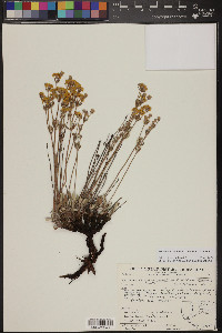 Eriogonum arcuatum image