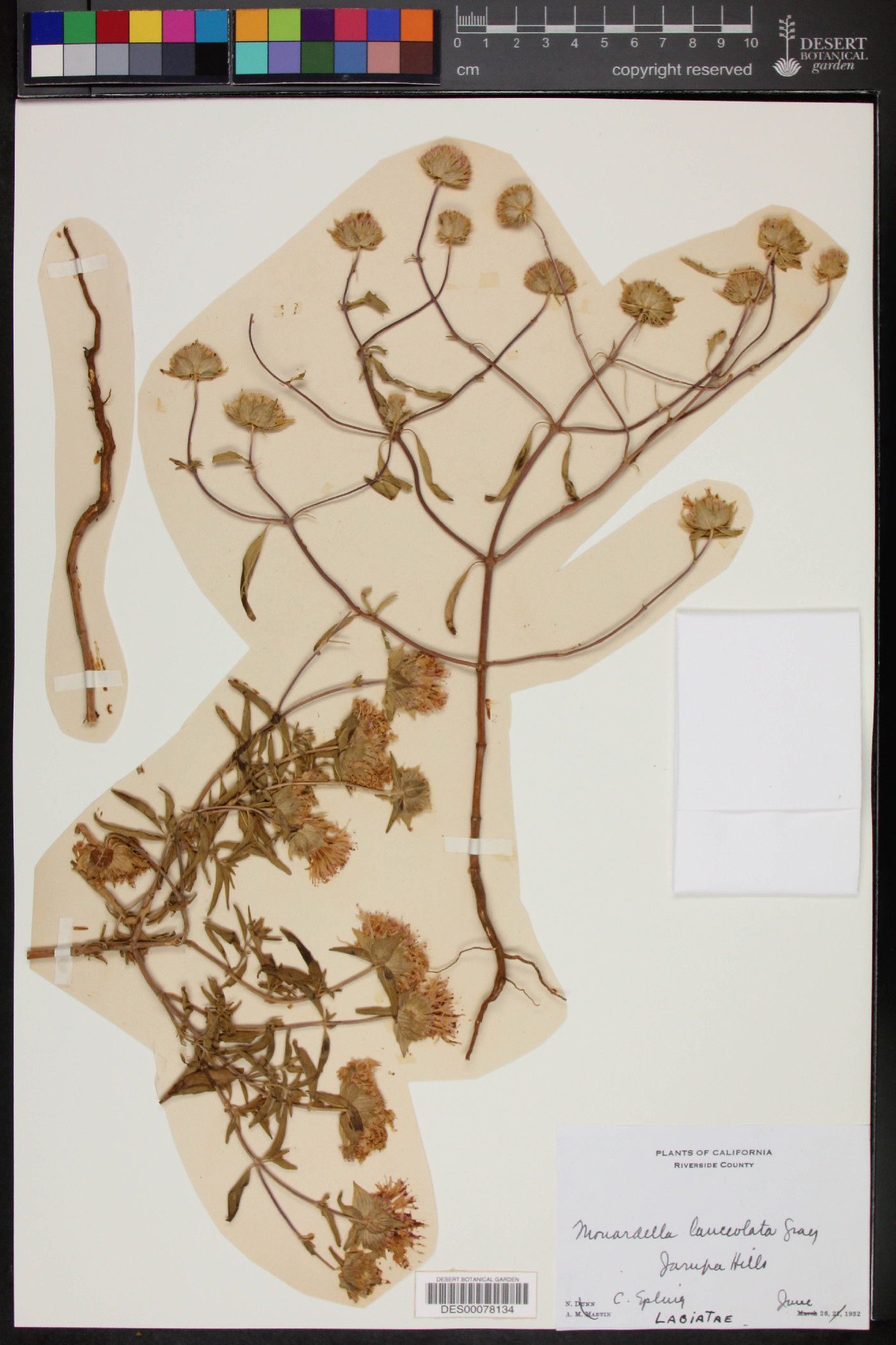 Monardella lanceolata image