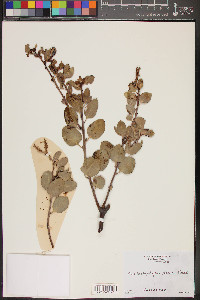 Arctostaphylos glauca image