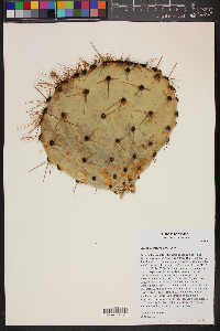 Opuntia cantabrigiensis image