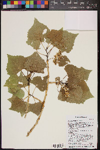 Populus fremontii image