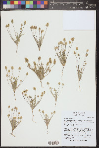 Plantago ovata image
