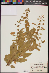 Lepechinia fragrans image