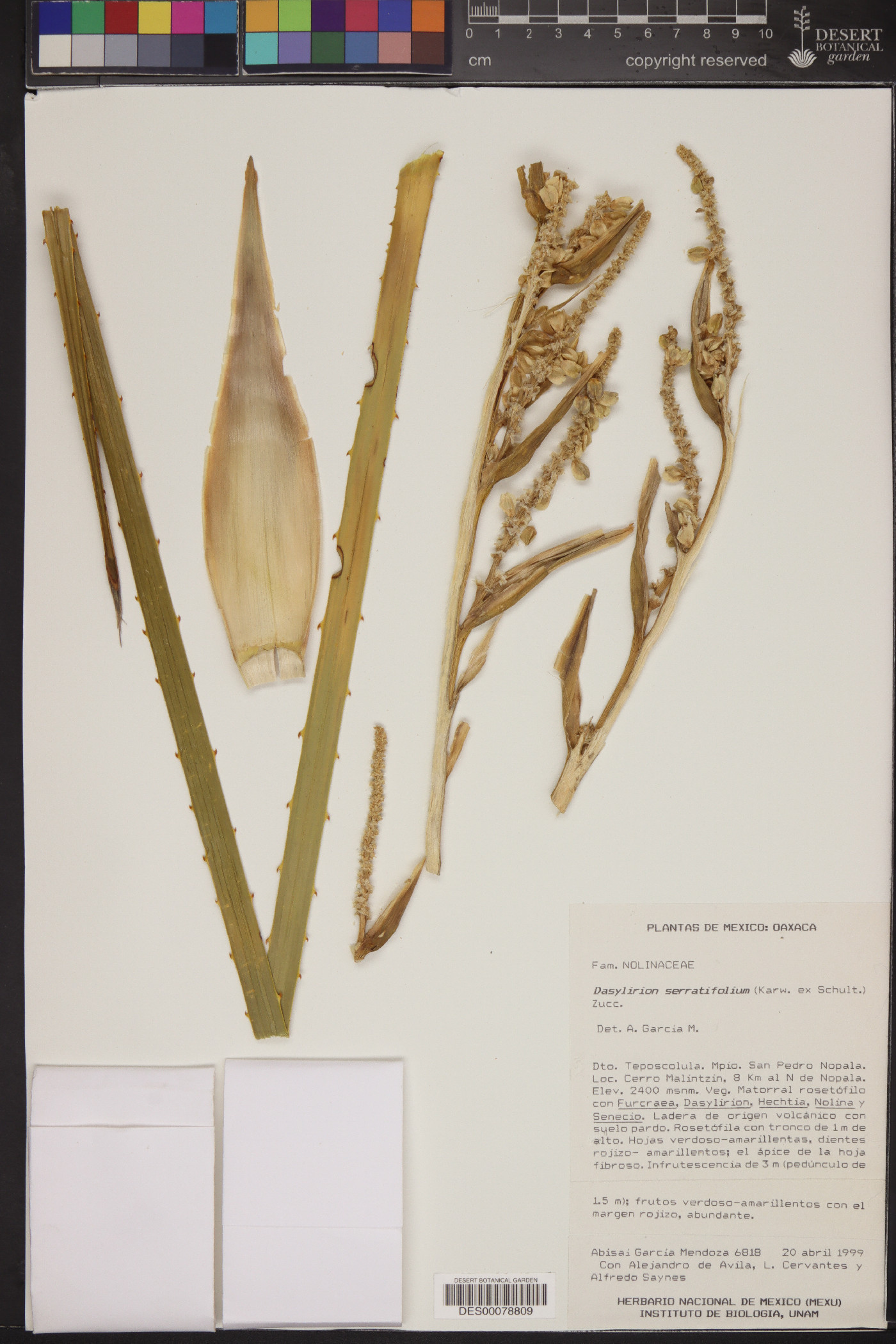 Dasylirion serratifolium image