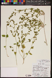 Mirabilis laevis var. villosa image