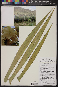 Yucca x schottii image