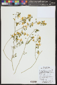 Parkinsonia florida image