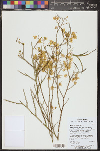 Parkinsonia microphylla image