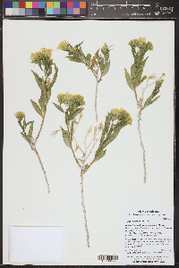 Trixis californica image