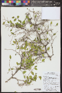 Celtis pallida image