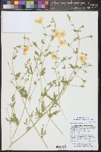 Kallstroemia grandiflora image