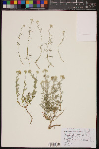 Sphaeromeria cana image