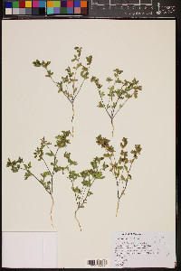 Acmispon brachycarpus image