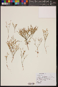 Eriogonum palmerianum image