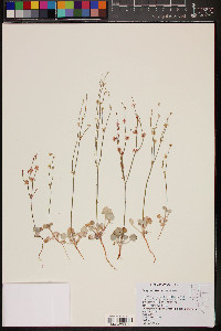 Eriogonum davidsonii image