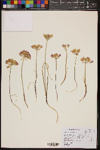 Allium acuminatum image