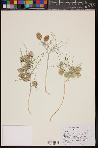 Astragalus ceramicus var. ceramicus image